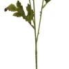 Aster