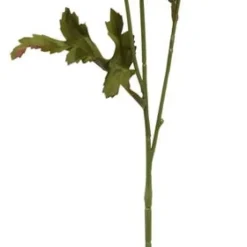 Aster