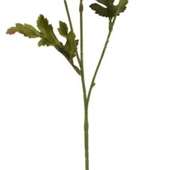 Aster