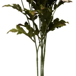 Aster