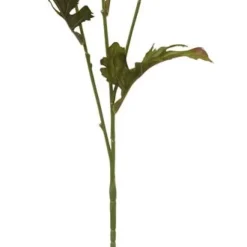 Aster