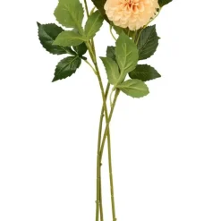 Dahlia