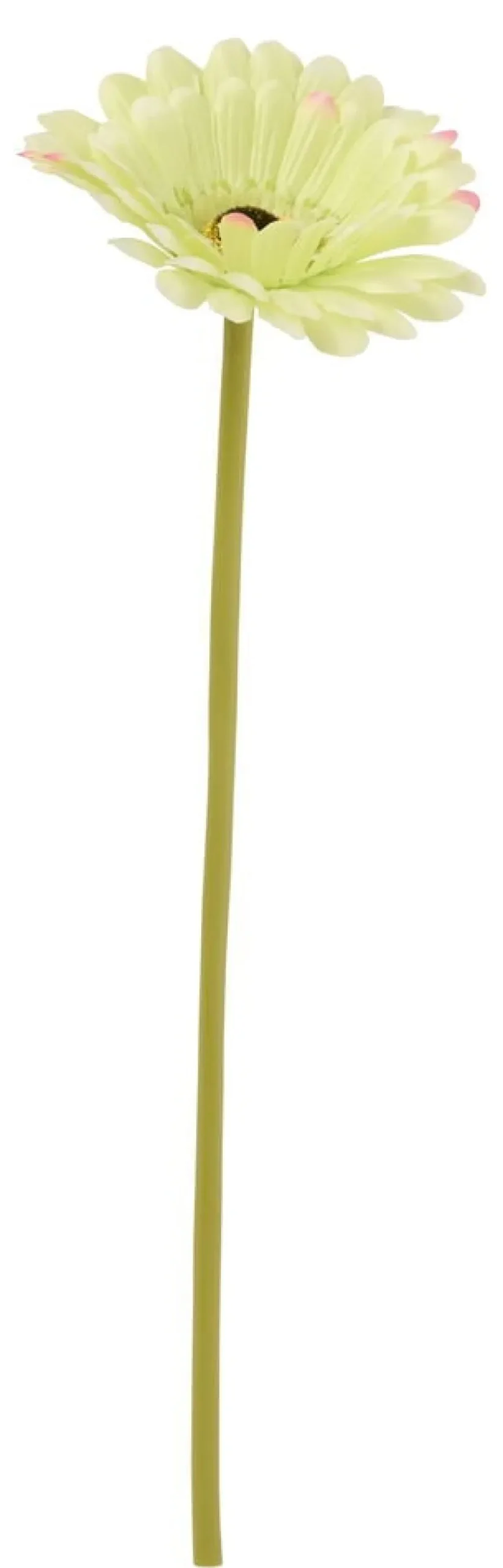 Gerbera