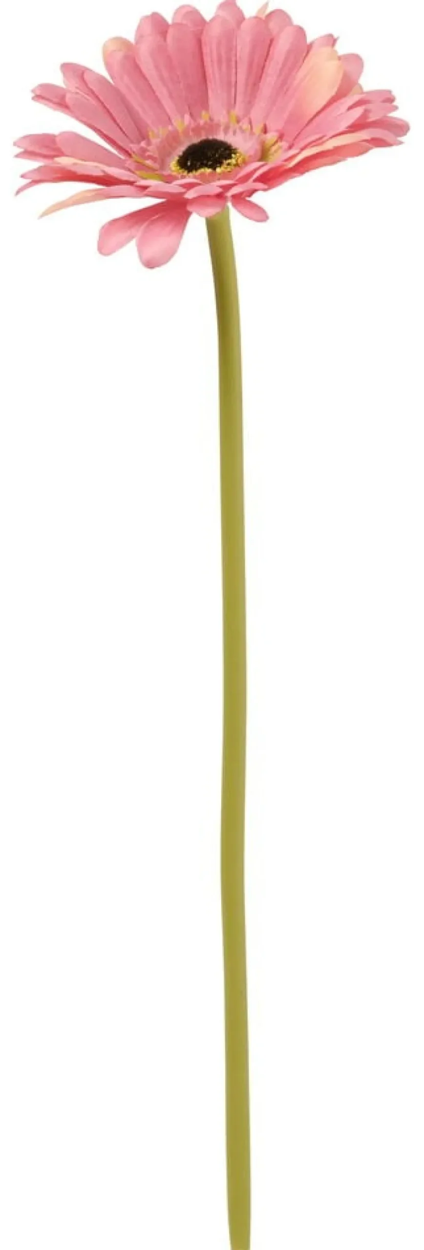 Gerbera