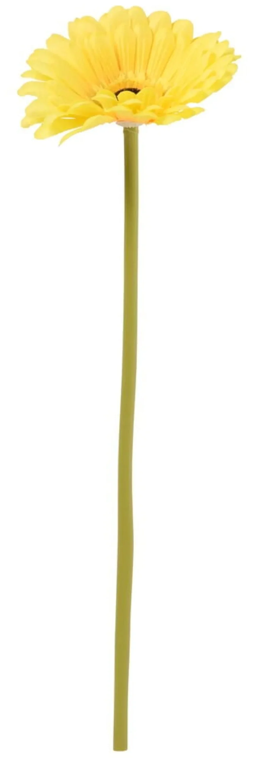 Gerbera