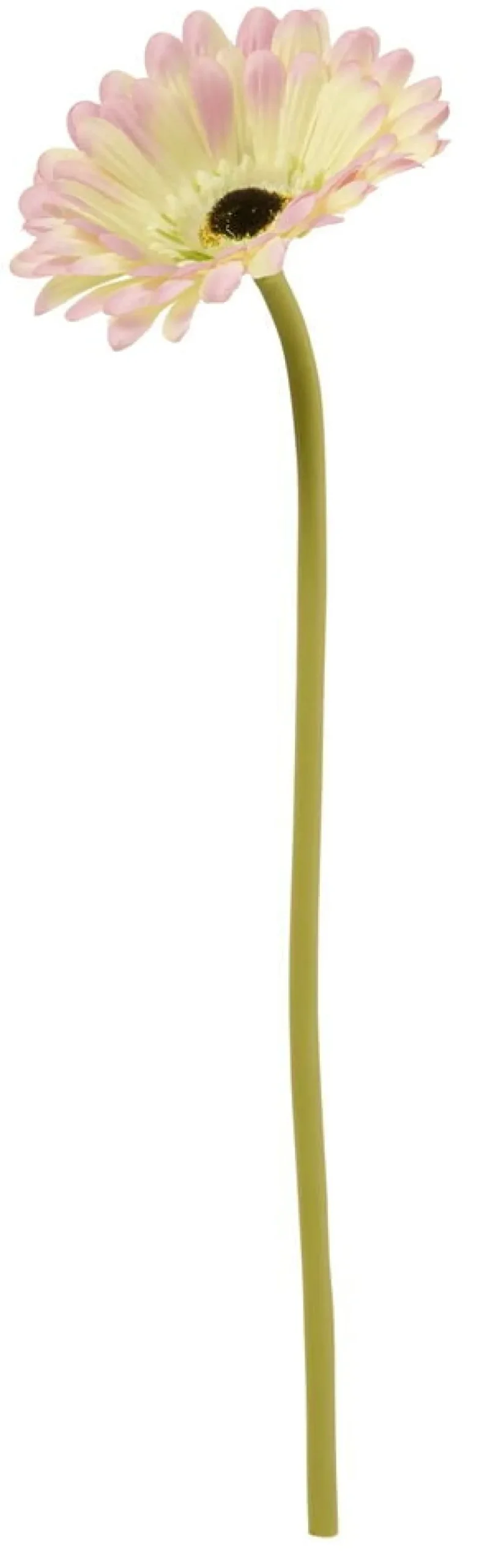 Gerbera