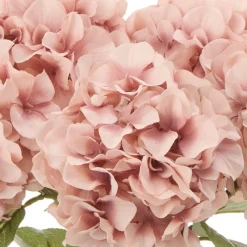 Hortensia