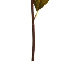 Hortensia