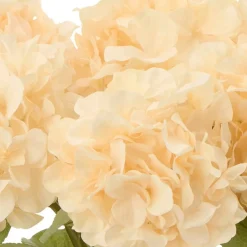 Hortensia