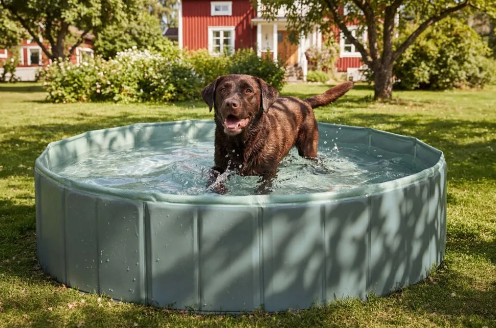 Hundpool Pet Club
