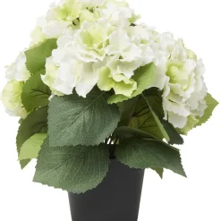 Krukväxt Hortensia