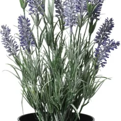 Krukväxt Lavendel