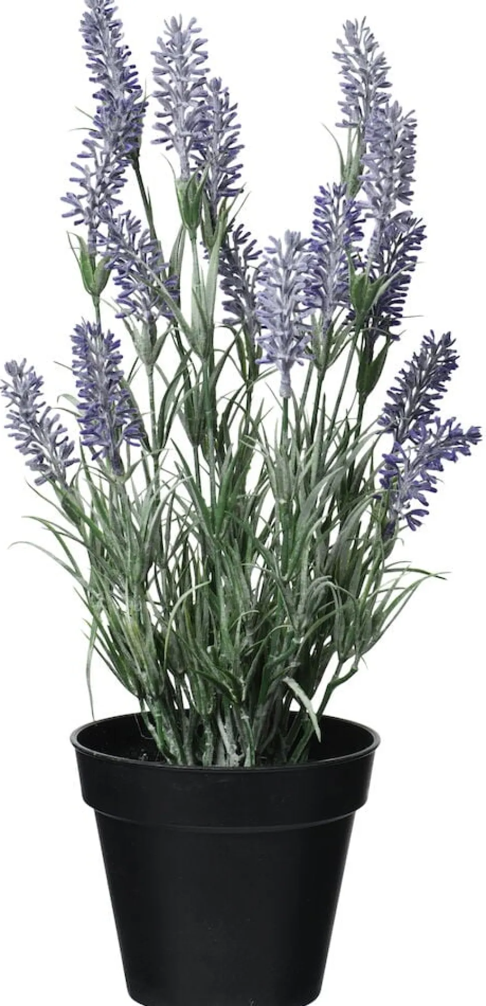 Krukväxt Lavendel