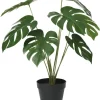 Krukväxt Monstera