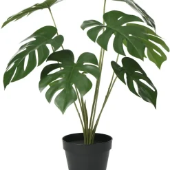 Krukväxt Monstera