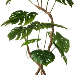 Krukväxt Monstera