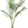 Krukväxt Palm