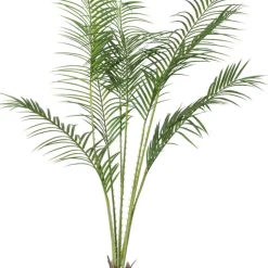 Krukväxt Palm