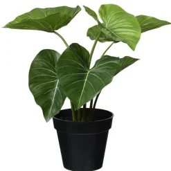 Krukväxt Philodendron
