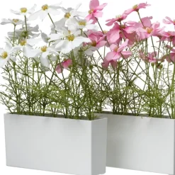 Krukväxt Rosenskära