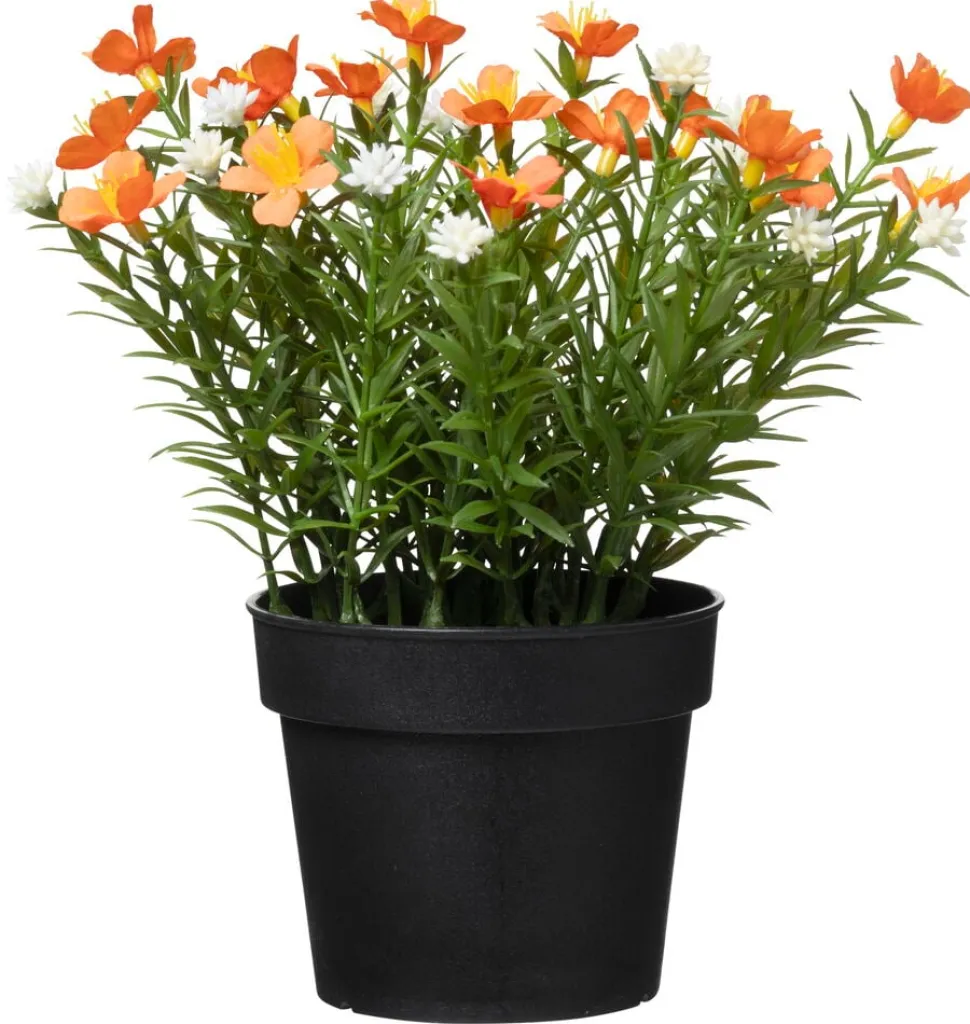 Krukväxt Sommarblommor