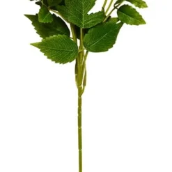 Kvist Chrysanthemum