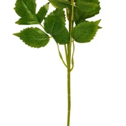 Kvist Chrysanthemum