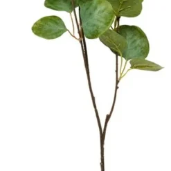 Kvist Eukalyptus