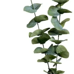 Kvist Eukalyptus