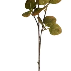 Kvist Eukalyptus
