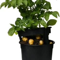 Potatiskruka