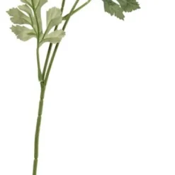 Ranunkel