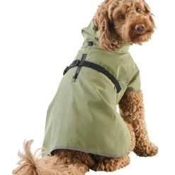 Regnjacka hund, året runt