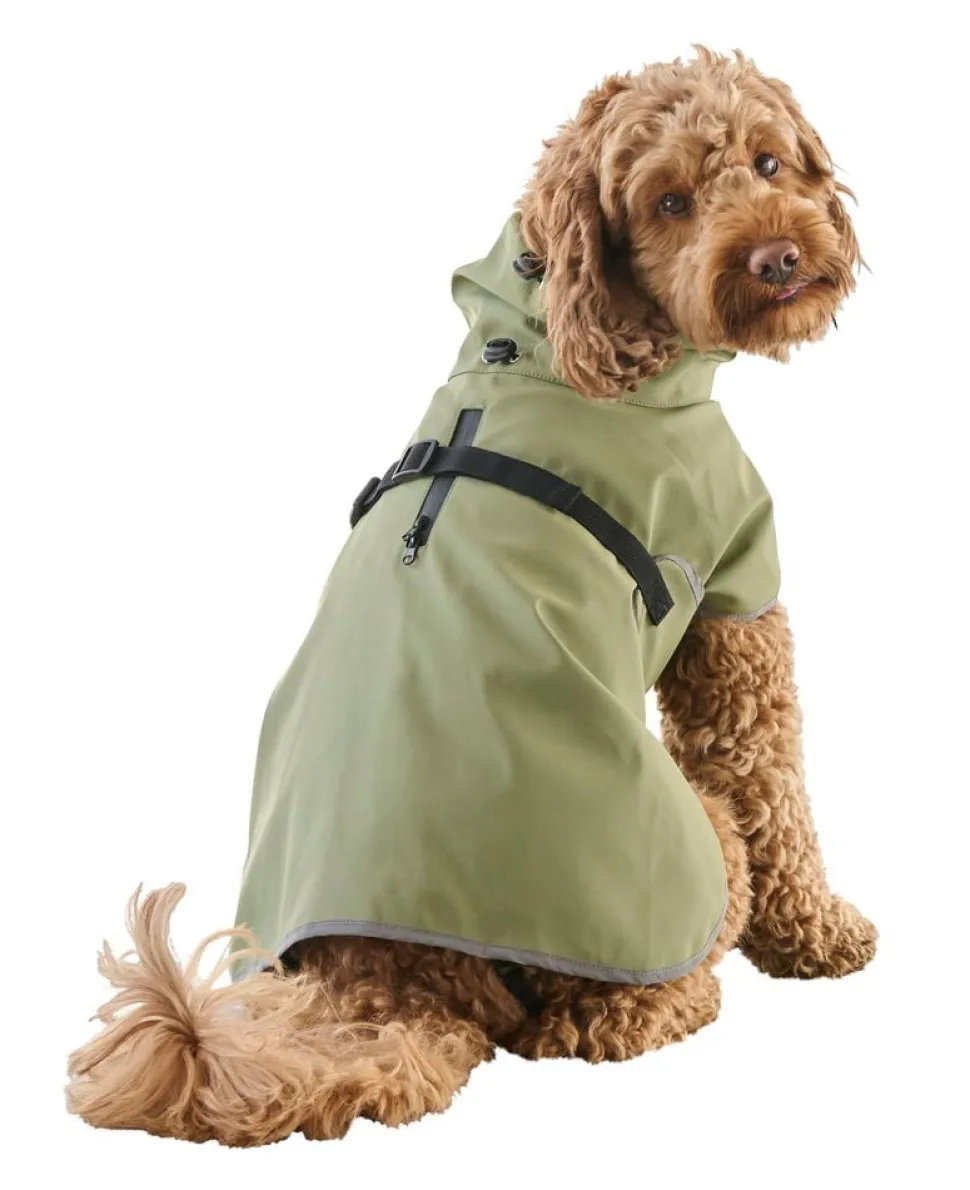Regnjacka hund, året runt