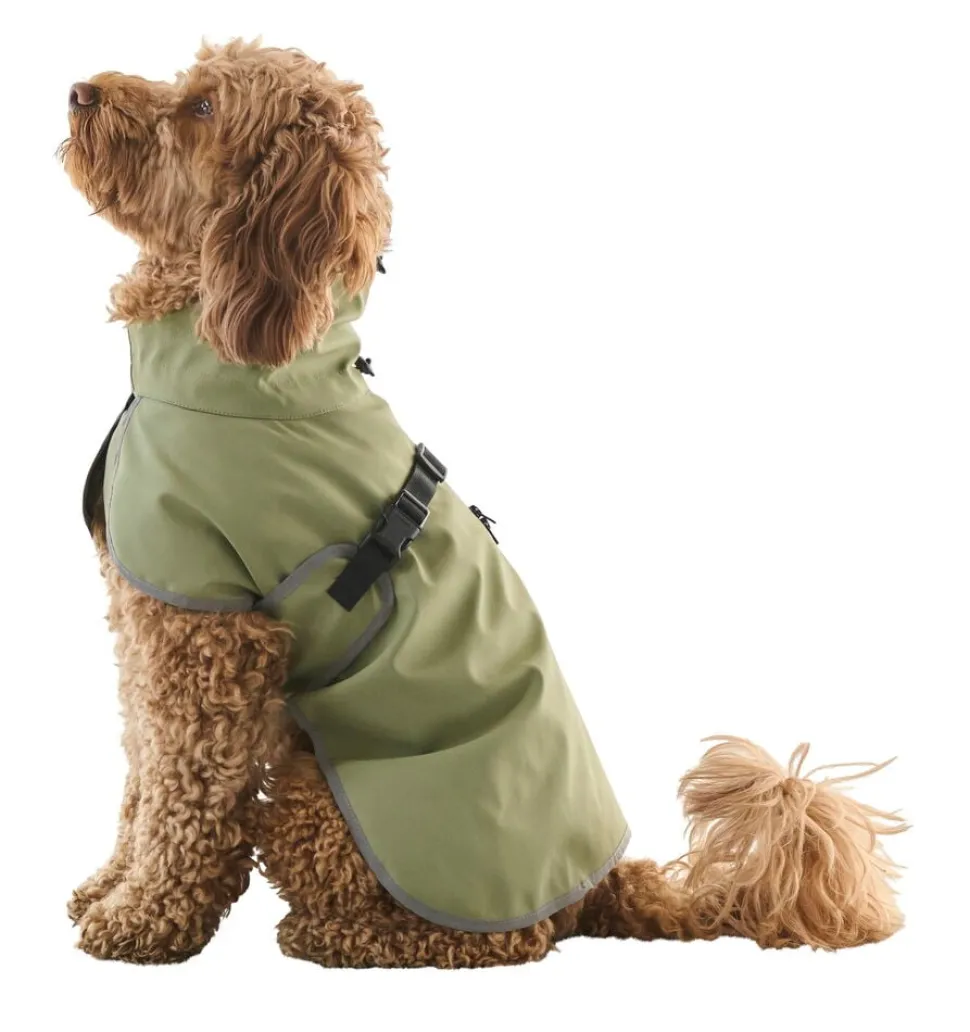 Regnjacka hund, året runt