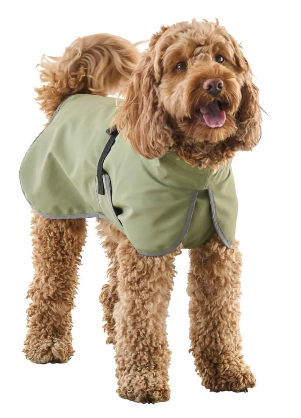 Regnjacka hund, året runt