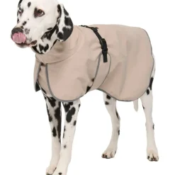 Regnjacka hund, året runt