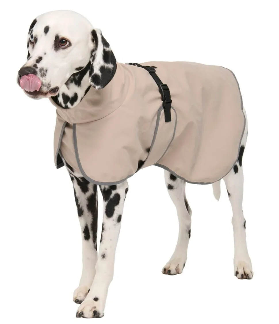 Regnjacka hund, året runt