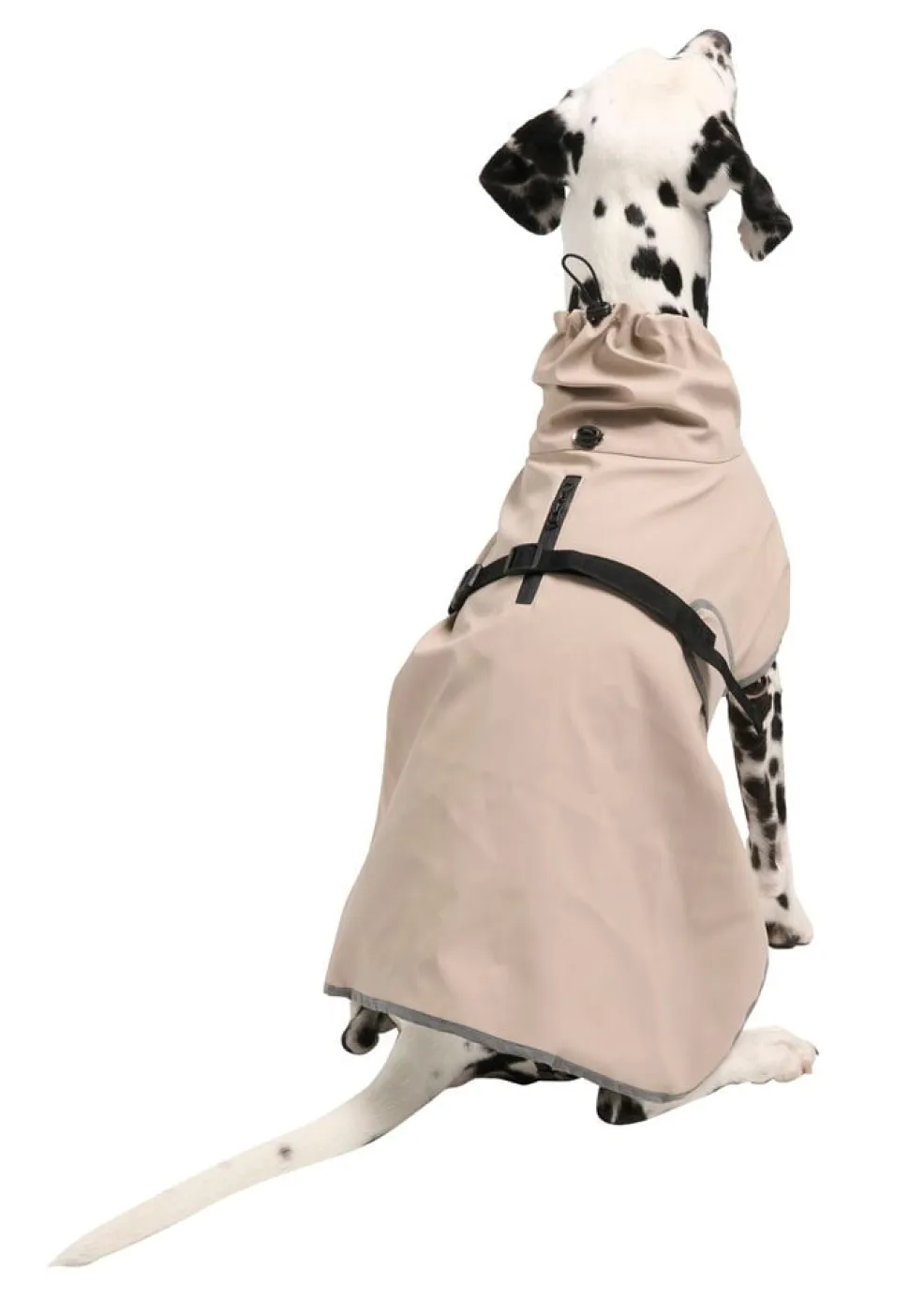 Regnjacka hund, året runt