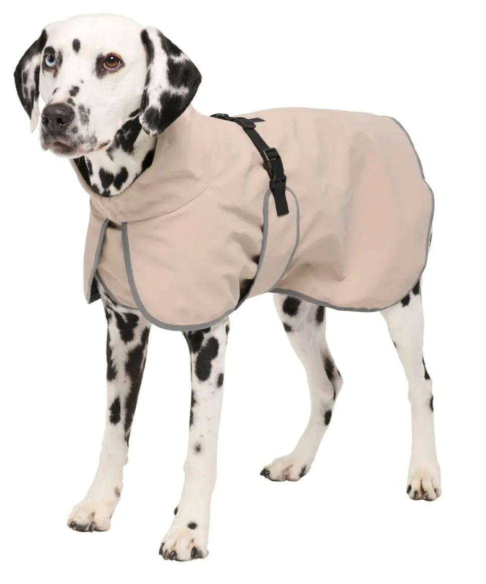 Regnjacka hund, året runt