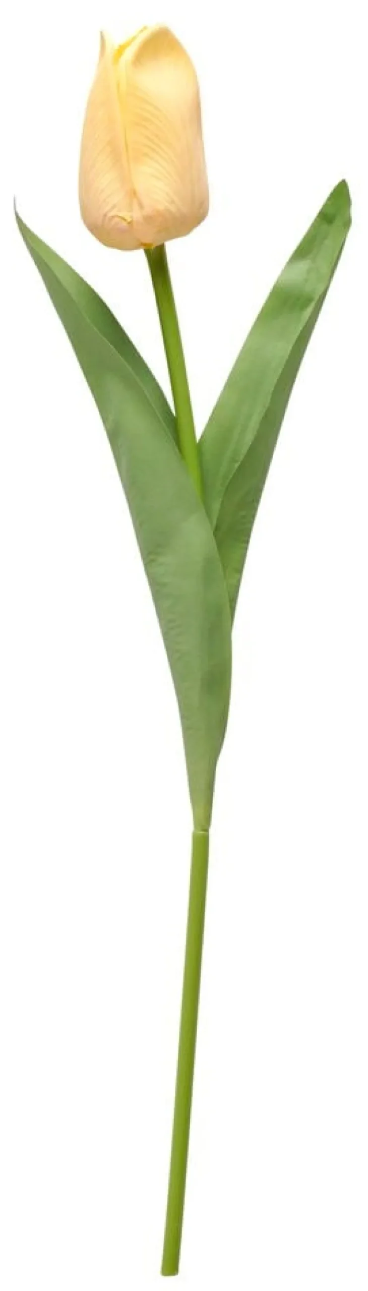 Tulpan