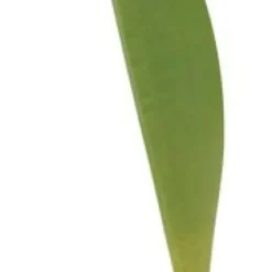 Tulpan