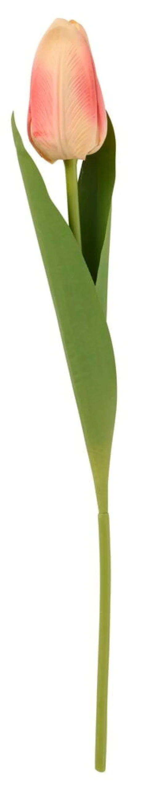 Tulpan