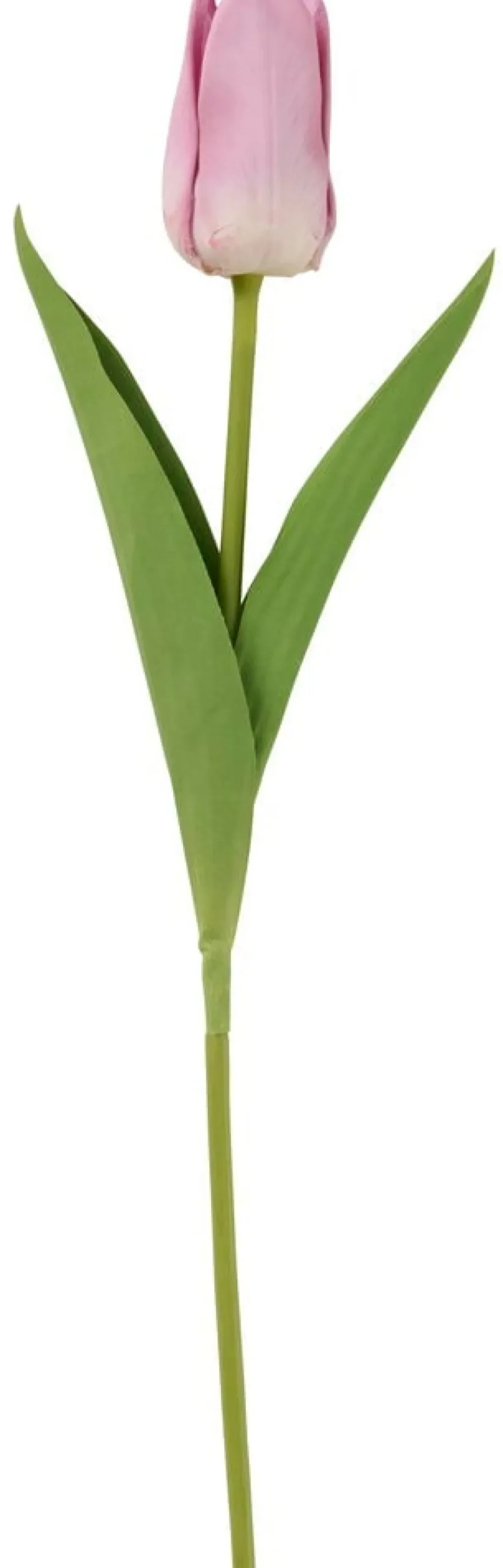 Tulpan
