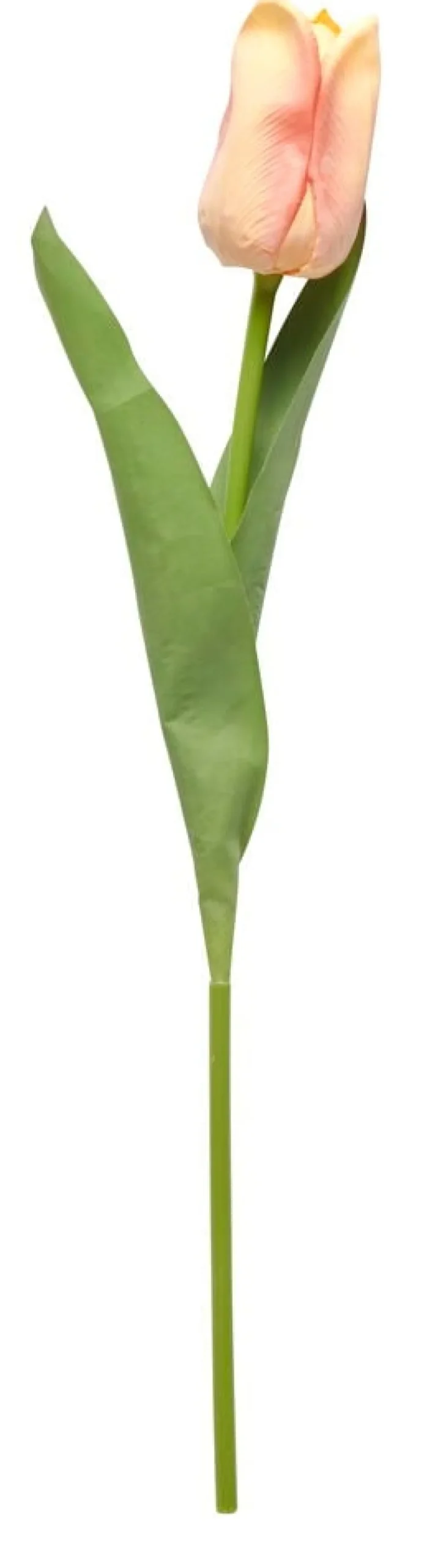 Tulpan