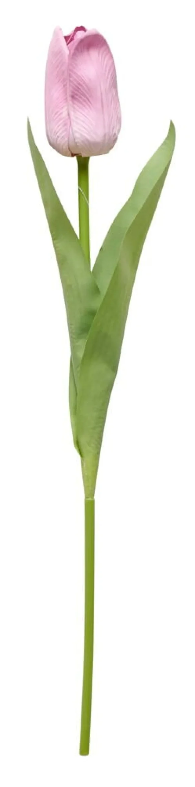 Tulpan