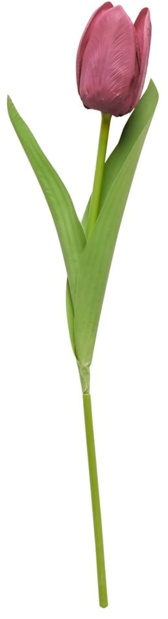 Tulpan