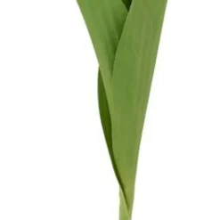 Tulpan