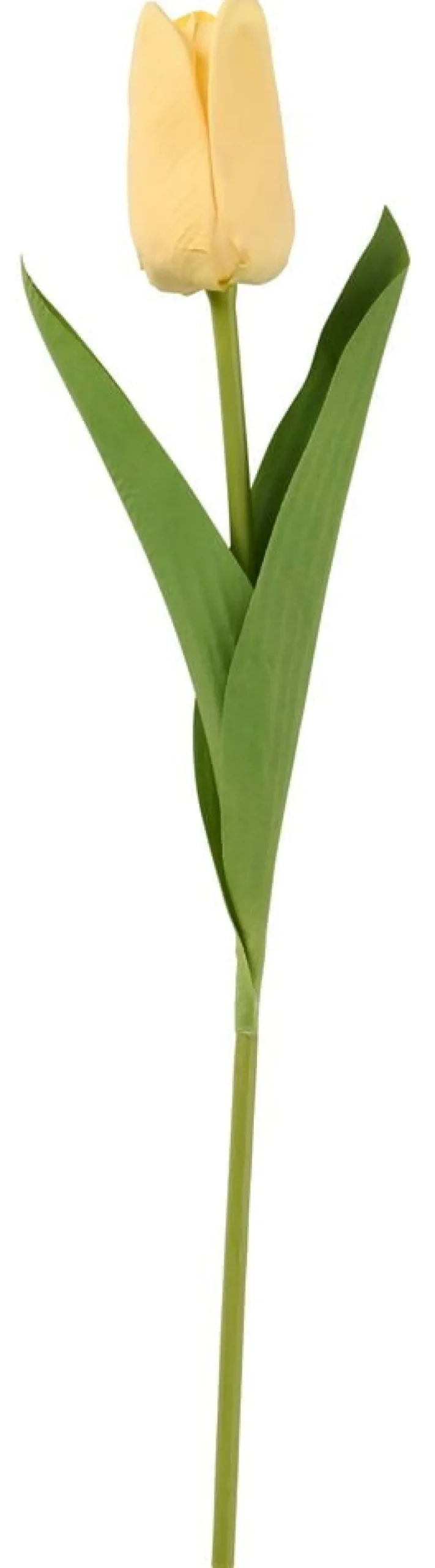 Tulpan