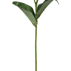 Zinnia